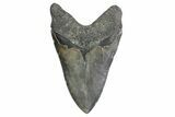 Giant, Serrated, Fossil Megalodon Tooth - North Carolina #384108-2